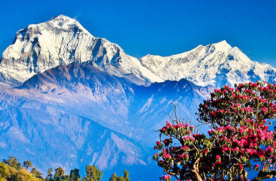 Mt Dhaulagiri view